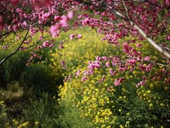 -南汇桃花村