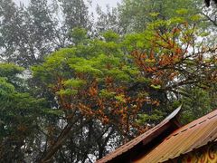 -西双版纳总佛寺