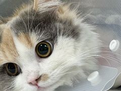 -达爱动物医院·犬猫分区·CT·复杂眼科(远洋山水分院)