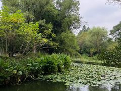 -西溪国家湿地公园