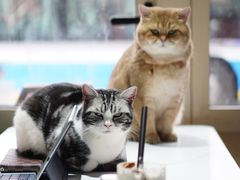 -猫小院猫主题餐厅(南锣旗舰店)