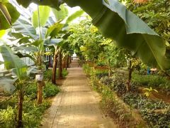 -呀路古热带植物园