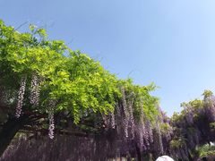 -嘉定紫藤园