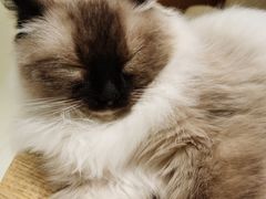 -藏猫猫咖啡主题馆(中央大道店)