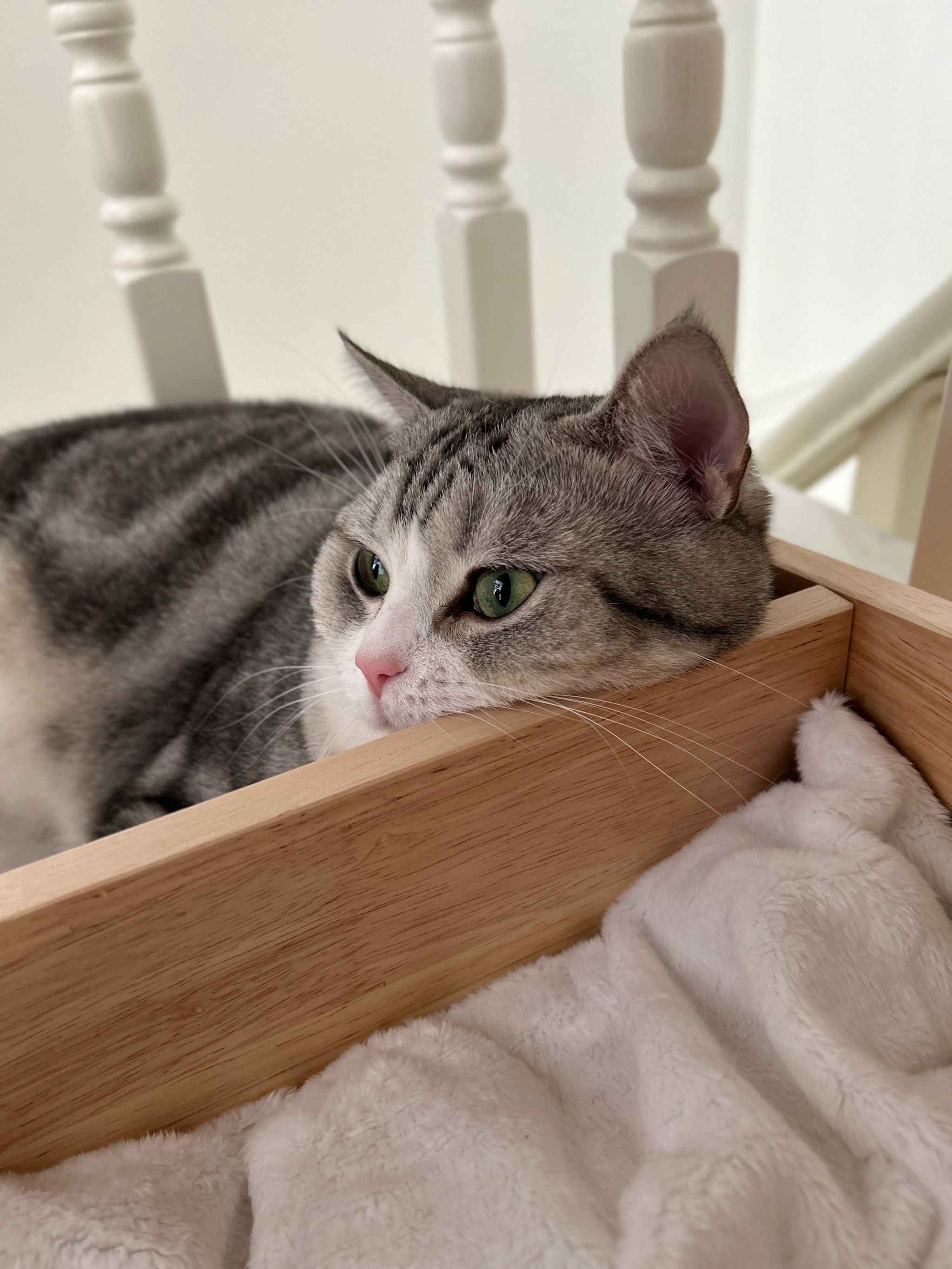 猫咪床上的午睡