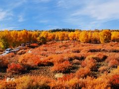 -金塔沙漠胡杨林景区