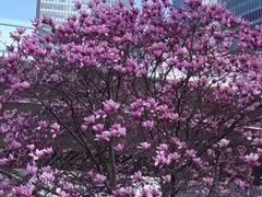 -陆家嘴中心绿地