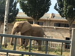 -石家庄市动物园