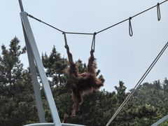 -西霞口神雕山野生动物世界