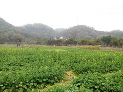 -红山村