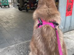 -中国农业大学动物医院