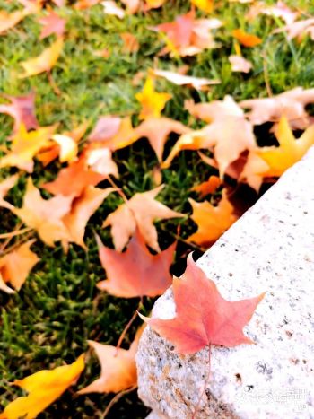 每天上班都匆匆经过小花园，今天车顺，离上班时间还早