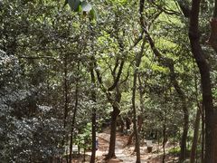 -上海佘山国家森林公园天马山园