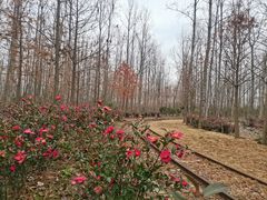 -合肥滨湖国家森林公园