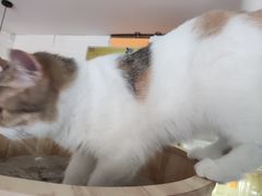 -平行世界·猫咖(首经贸店)
