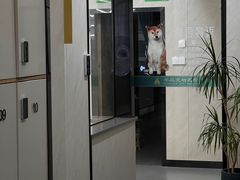 -半岛宠物医院24小时(西派城店)