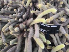 -墨尔本皇家植物园