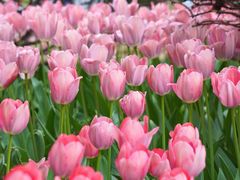 -朝阳公园游乐园