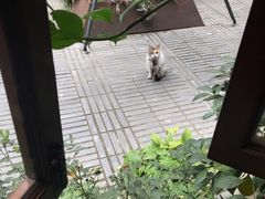 -泡桐树孙二娘私房菜