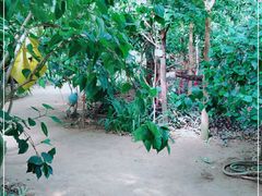 -呀路古热带植物园
