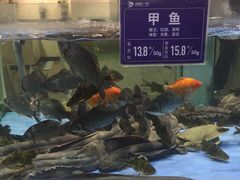 水产区-旺顺阁海鲜广场(亚运村店)