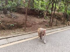 -黔灵山公园