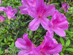 -西樵山风景名胜区-天湖公园