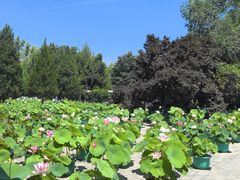 -莲花池公园