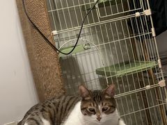 -暖阳宠物医院·犬猫康复中心·骨科