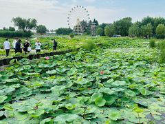 -白洋淀景区