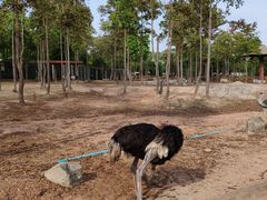 -清迈夜间动物园