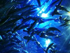 -华夏文旅海洋公园