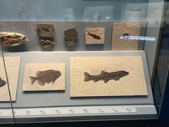 -湖南省地质博物馆