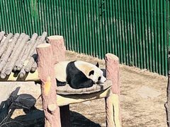 -沈阳森林动物园
