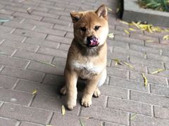 -暖阳宠物医院·犬猫康复中心·骨科