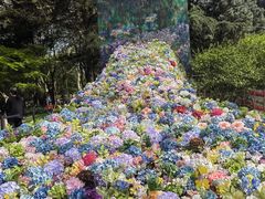 -上海共青森林公园