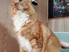-MOCHA明星猫咖(田子坊店)