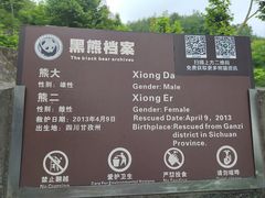 -都江堰中华大熊猫苑