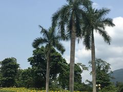 -广州市流溪河国家森林公园