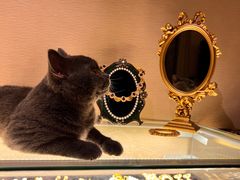 -猫大福·Fortune Cat猫舍(百子湾店)