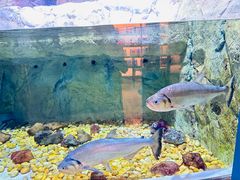 -迪拜水族馆及水下动物园