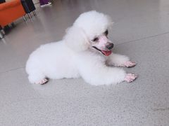 -宠颐生动物医院·猫科·心脏科(海口分院)