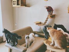 -藏猫猫咖啡主题馆(中央大道店)