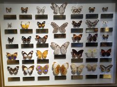 -上海昆虫博物馆