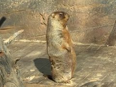 -大连森林动物园