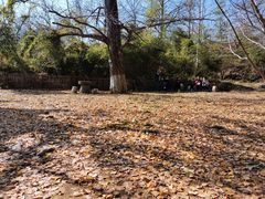 -千年银杏谷文化旅游区