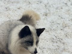 -宫城藏王狐狸村