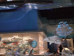 -贝林大翅鲸简餐厅(国家海洋博物馆店)