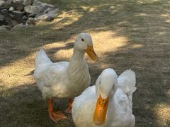 -HERRE·FARM 赫尔露营农场·团建聚会包场