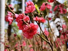 -深圳野生动物园